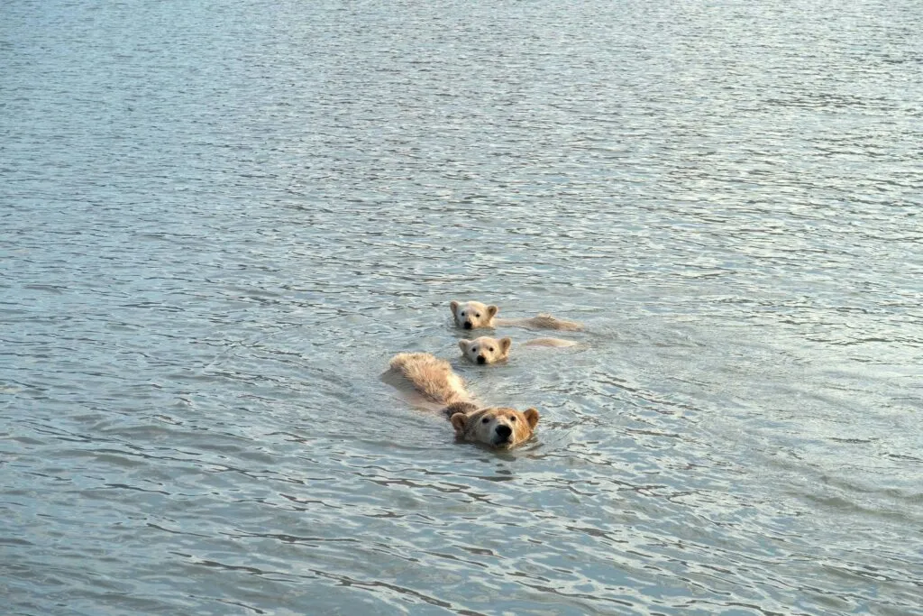 Seiltur SeilNorge Svalbard Iskanten Foto Mats Grimseth4