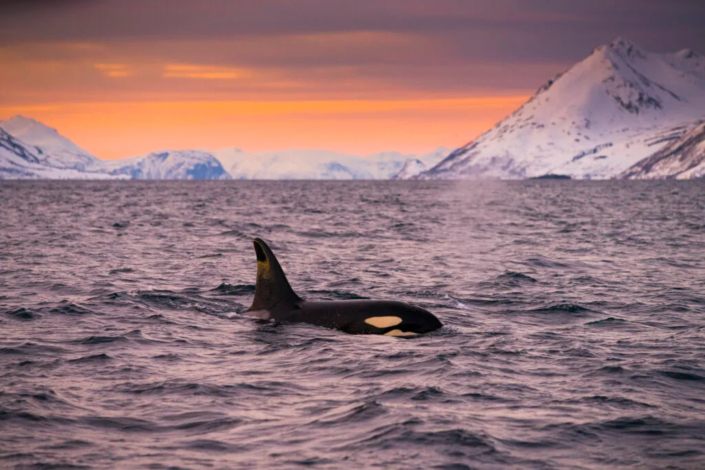 Seiltur SeilNorge Vinterseiling Vinterlys Valiente Mats Grimseth DSC07371