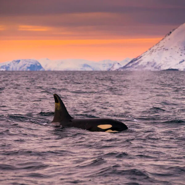 Seiltur SeilNorge Vinterseiling Vinterlys Valiente Mats Grimseth DSC07371