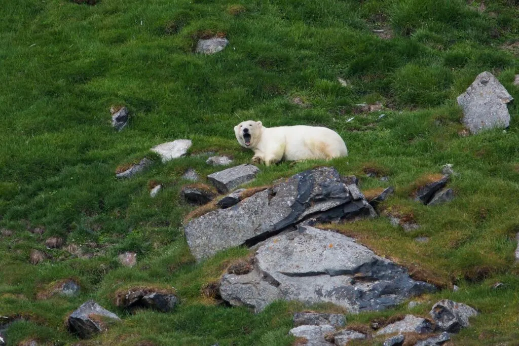 The King of the Arctic. Photo by Mats Grimsæth.