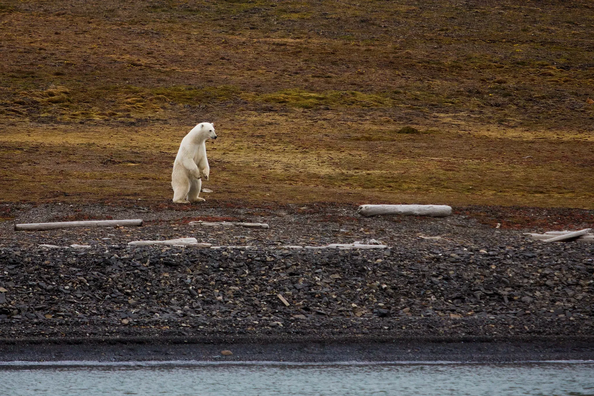 Svalbard SeilNorge Seiltur Svalbard rundt 2017 Natur Is Foto Mats Grimseth MG 8192 kopi