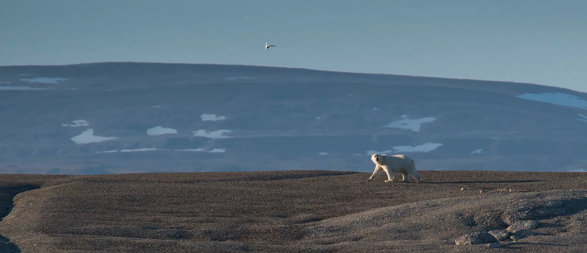 Svalbard SeilNorge Seiltur Svalbard rundt 2018 Natur Is Foto Mats Grimseth DSC 2982