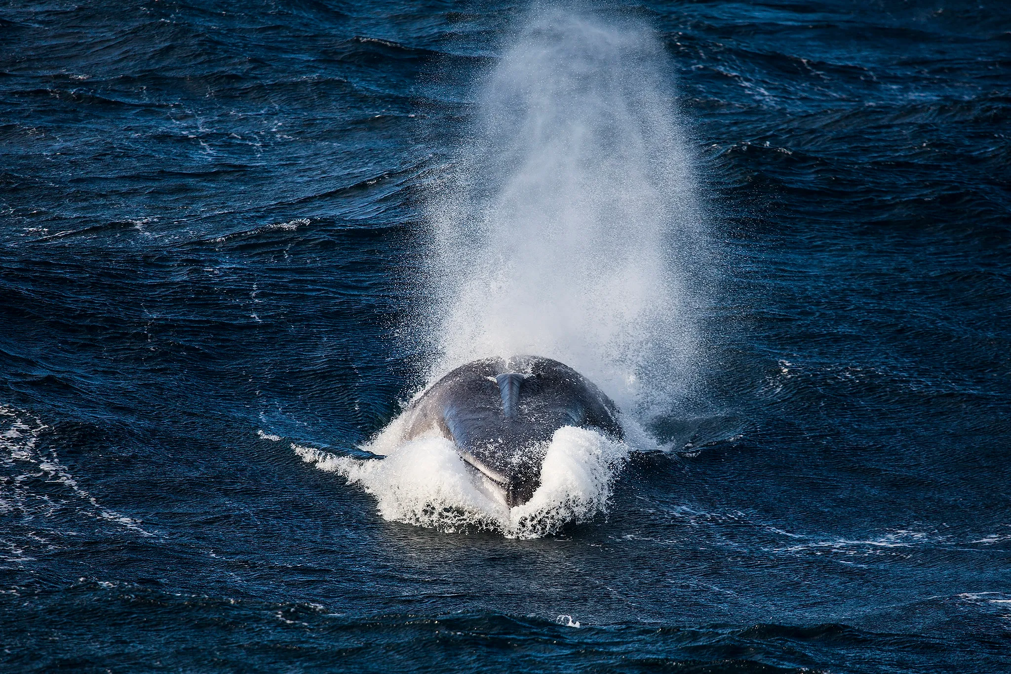 Ekspedisjon fra Island til Norge med SeilNorge 2018 Foto Mats Grimseth MG 3660