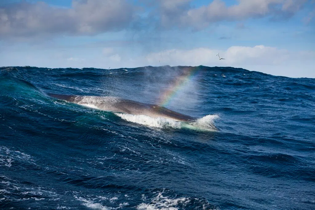 Our friends in the sea. Photo Mats Grimsæth. 