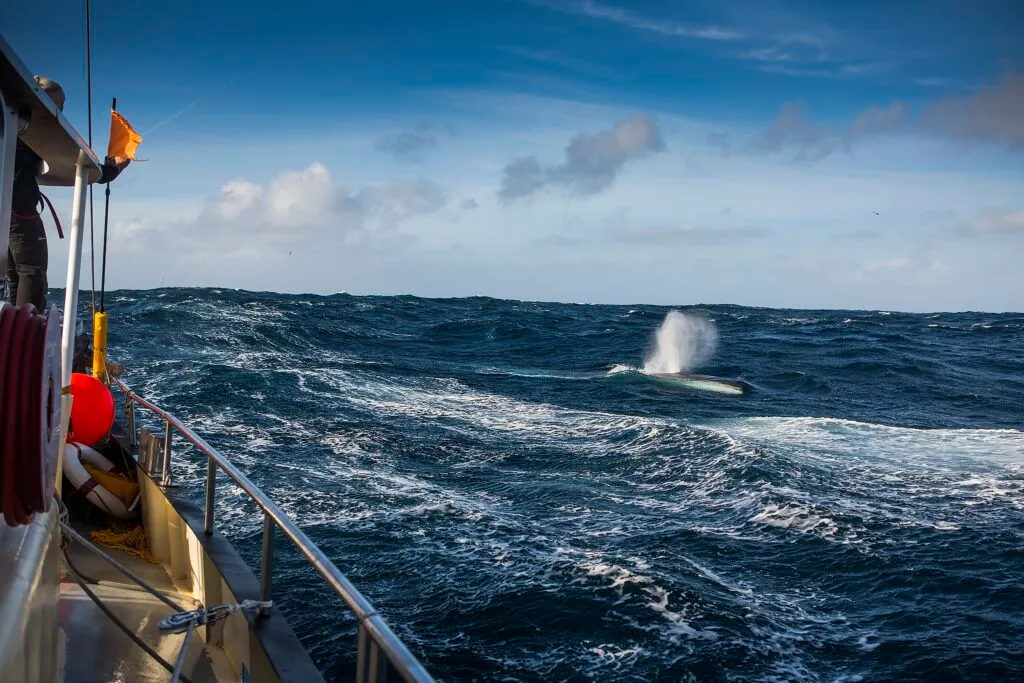 Ekspedisjon fra Island til Norge med SeilNorge 2018 Foto Mats Grimseth MG 3892