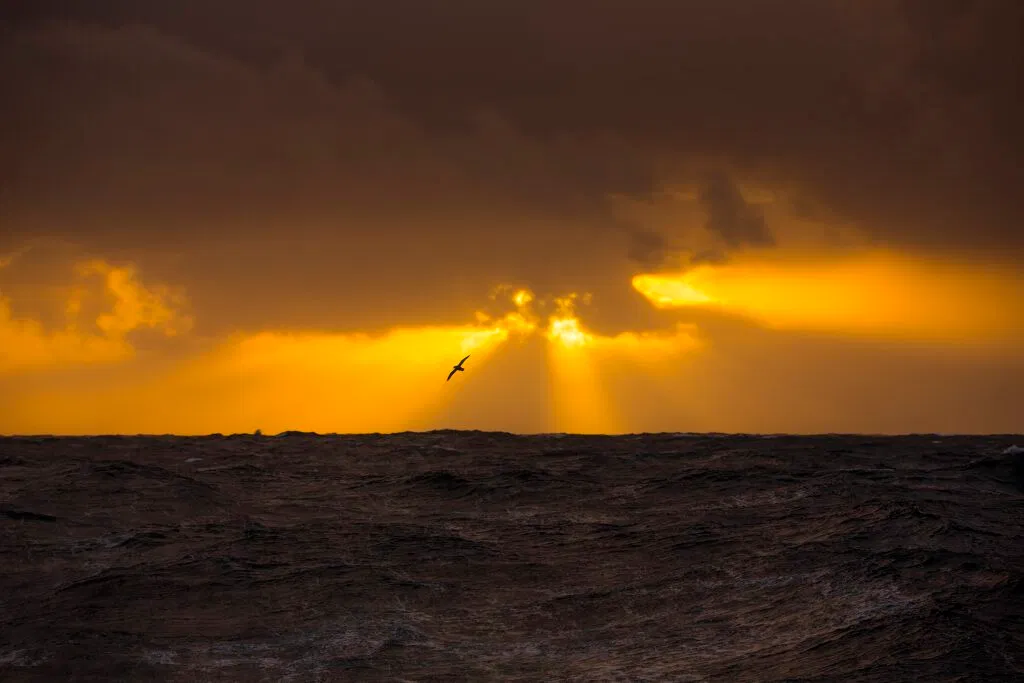 Open sea as far as the eye can see. And some birdlife. Photo by Mats Grimsæth.