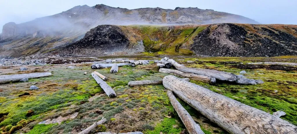 Driftwood ashore likely came with ocean currents from Russia.
