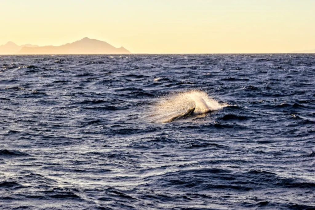 Kvitnos som er oppe og leker, med Prins Karls Forland i bakgrunnen. 