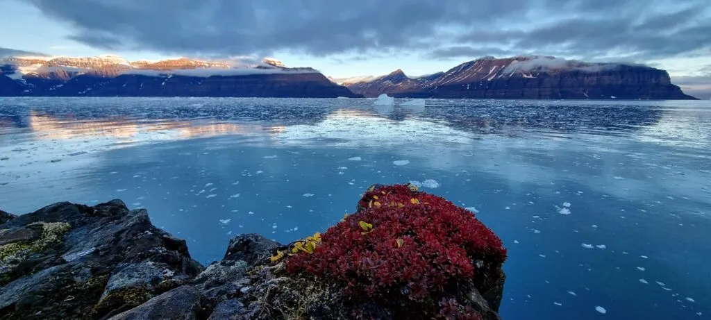 Isbreene forsyner hele tiden fjorden med ny is.