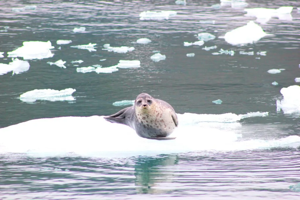 Where there's ice, there's usually seals. This ringed seal curiously followed us as we glided past between ice floes.