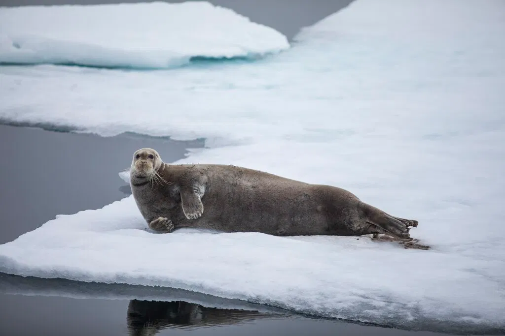 Ke du vil? Photo Frank