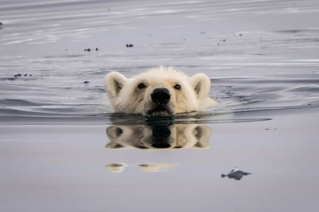 The polar bear, king of the Arctic! Photo Jan Grauthoff.