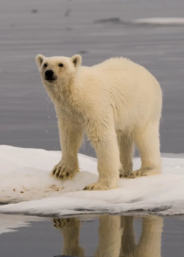 The King of the Arctic. Photo Jan Grauthoff