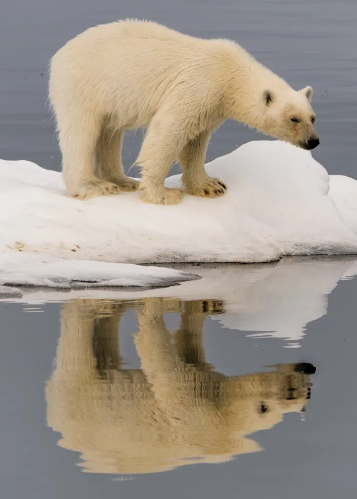 Mirror, mirror in the sea..  Photo Jan Grauthoff