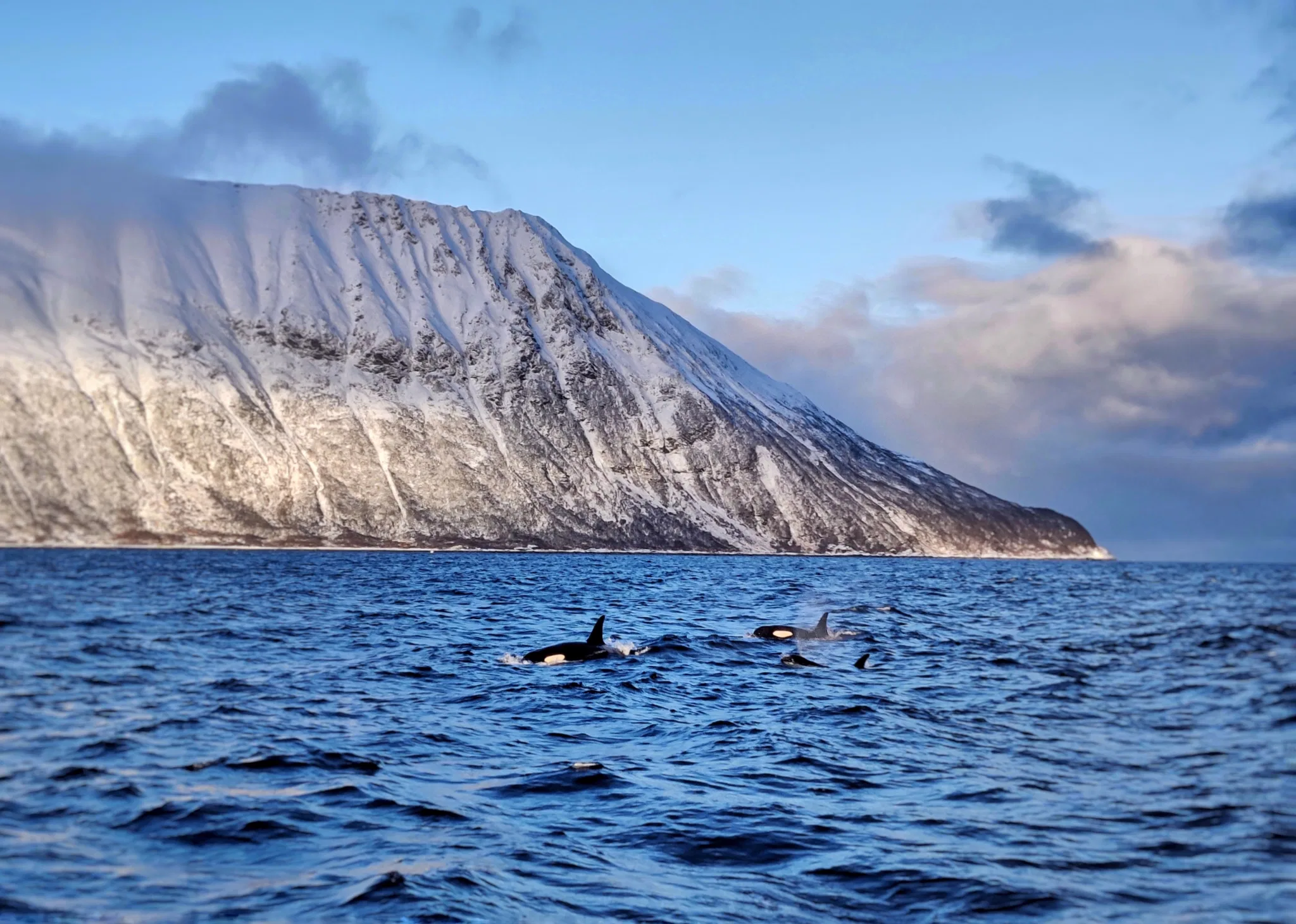 Whale and winter sailing 2023 Photo Magdalena Mical