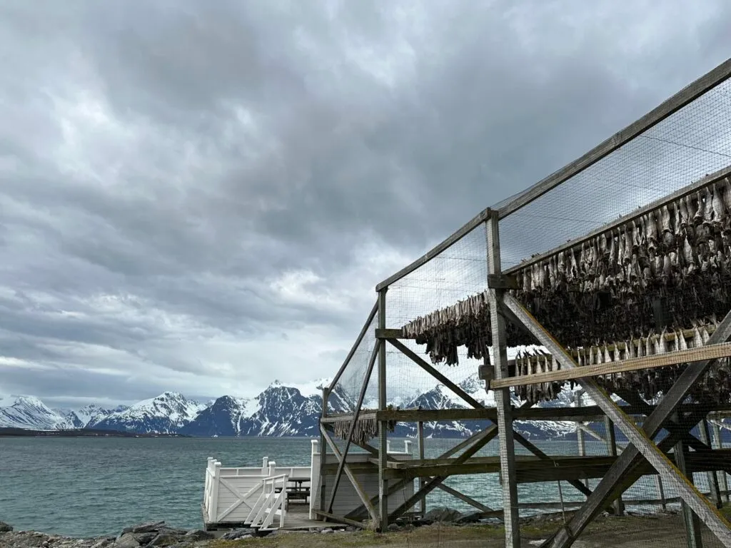 17 mai Ski og Seil Lyngen 2023 Foto Trond Tjelta Helly HansenIMG 2541