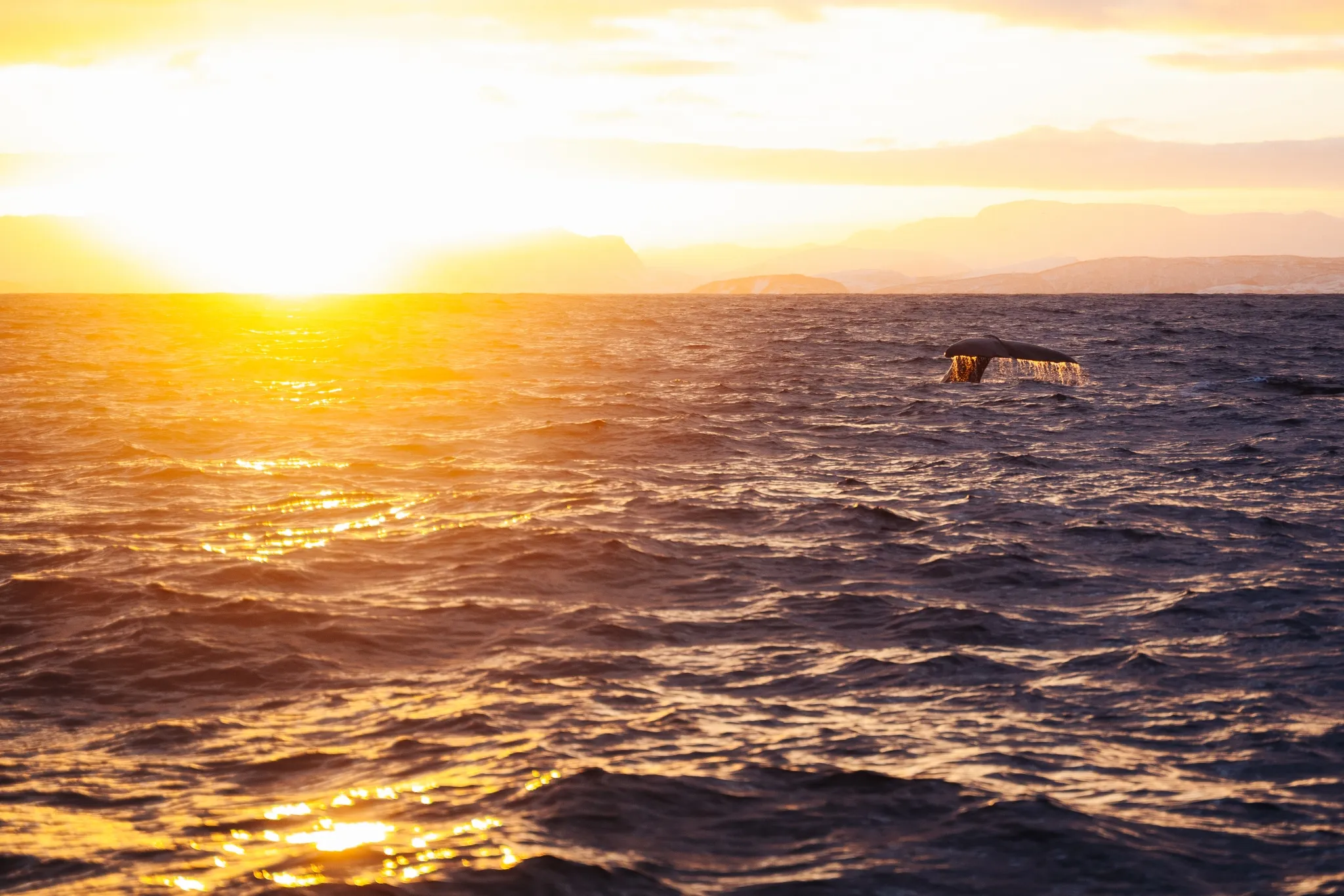 Winter Sailing Norway Tromsoe Whale 2023 Photo Emilie Hussel (16)