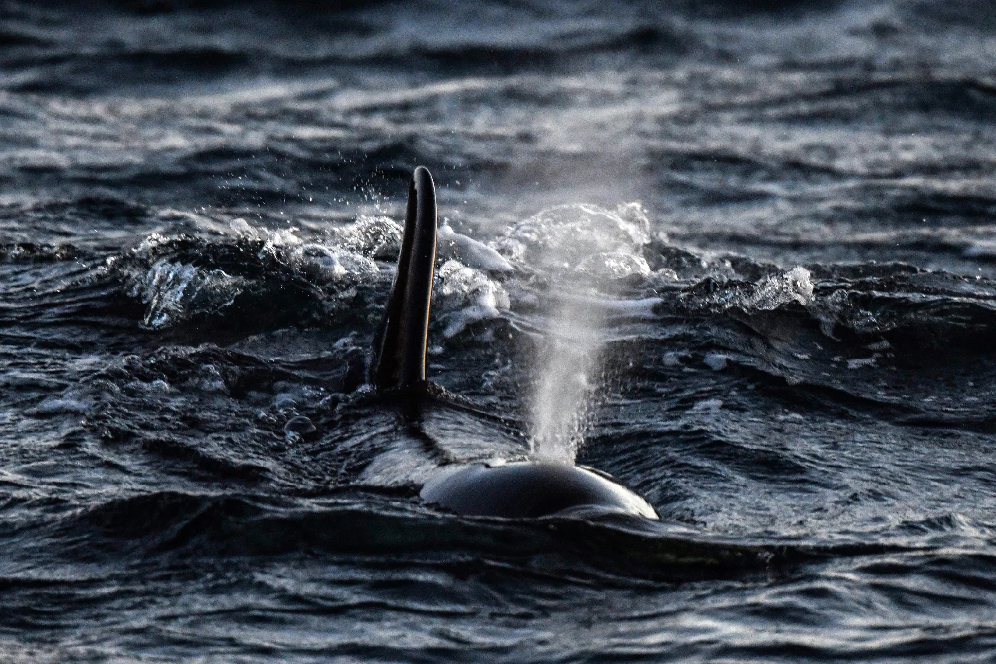 Tromso 2024 Seil Norge Valiente Orca Diving Trip Photograph: James Tomlinson