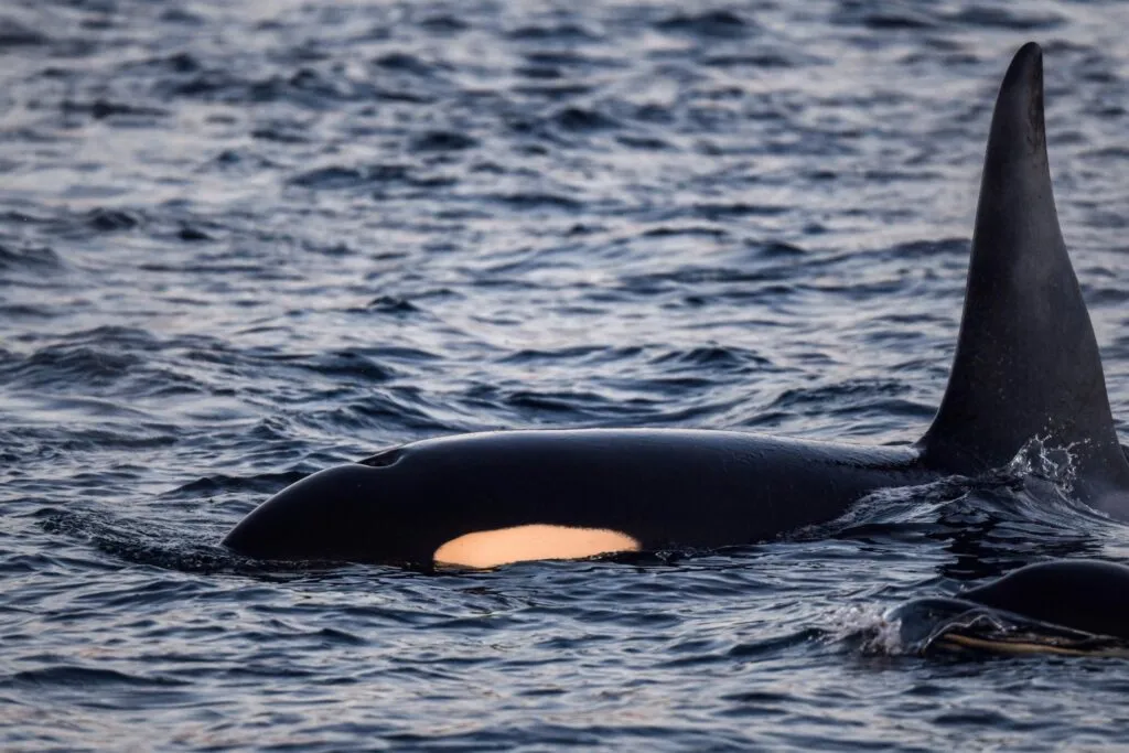 Tromso 2024 Seil Norge Valiente Orca Diving Trip Photograph: James Tomlinson