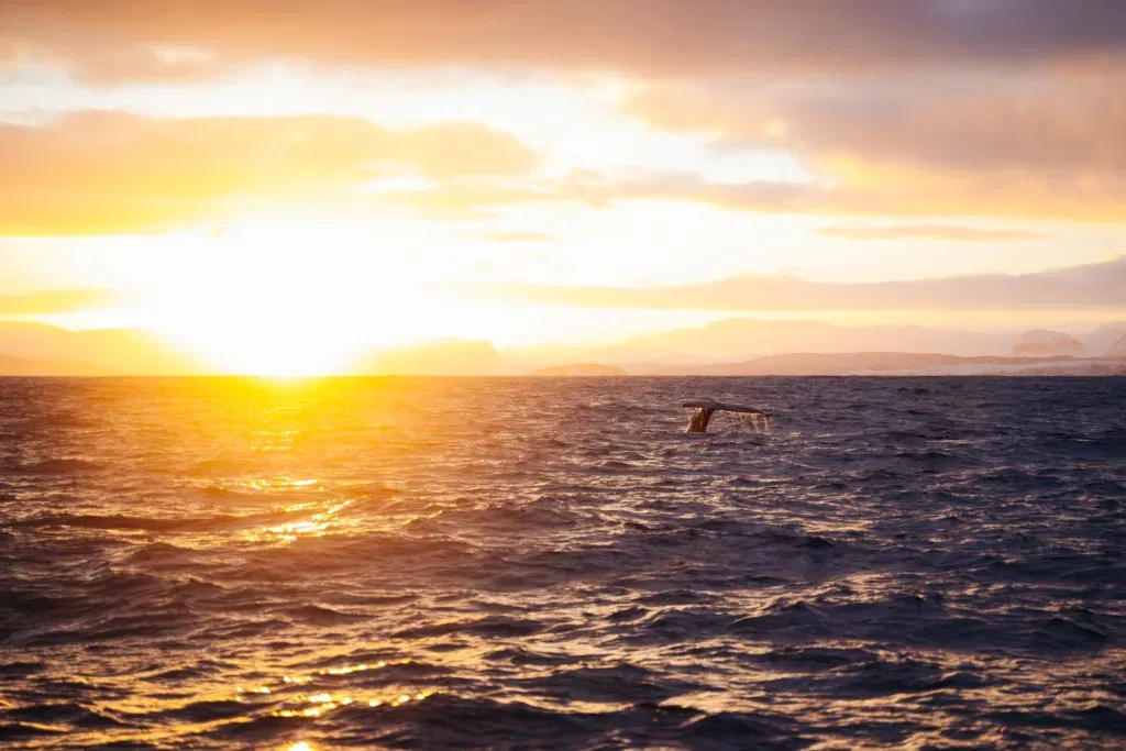 Winter Sailing Tromsoe 2023 Photo Emilie Hussel (487)