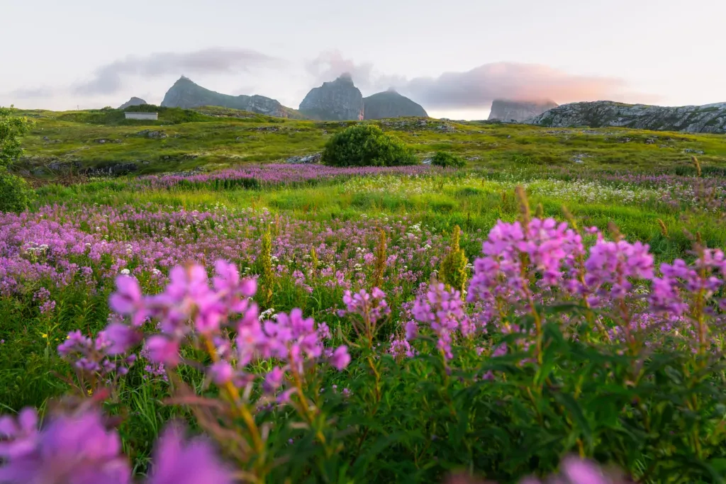 Island Jumping and Festival Sailing Summer 2024 Photo Carl Filip Olsson 118