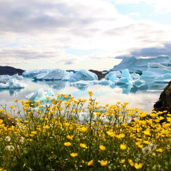 Icebergs,In,Narsaq, ,South,Greenland.