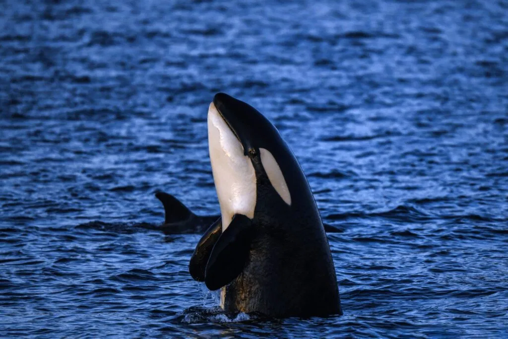 Tromso 2024 Seil Norge Valiente Orca Diving Trip Photograph: James Tomlinson