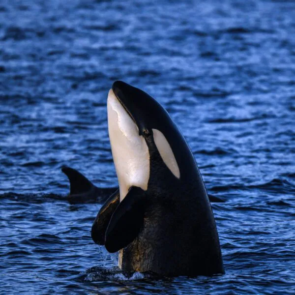 Tromso 2024 Seil Norge Valiente Orca Diving Trip Photograph: James Tomlinson