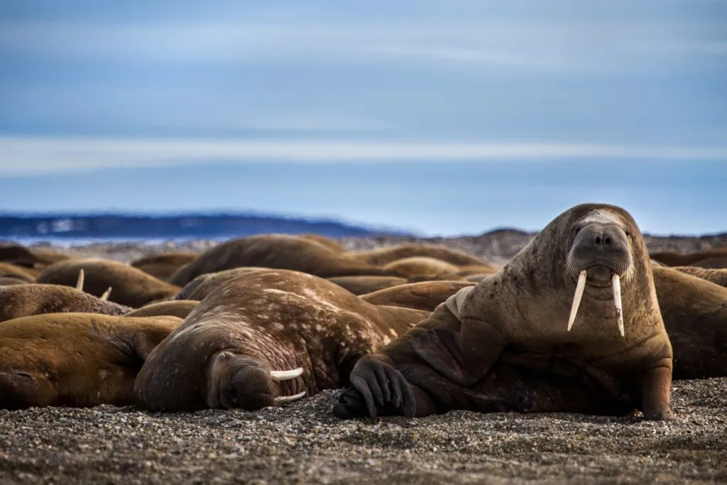Mister Walrus. Photo Katie Orlinsky