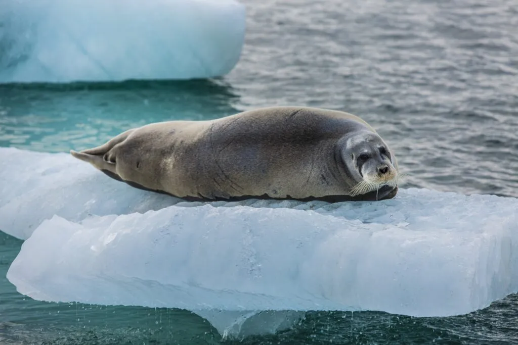 Miss Seal. Photo Katie Orlinsky