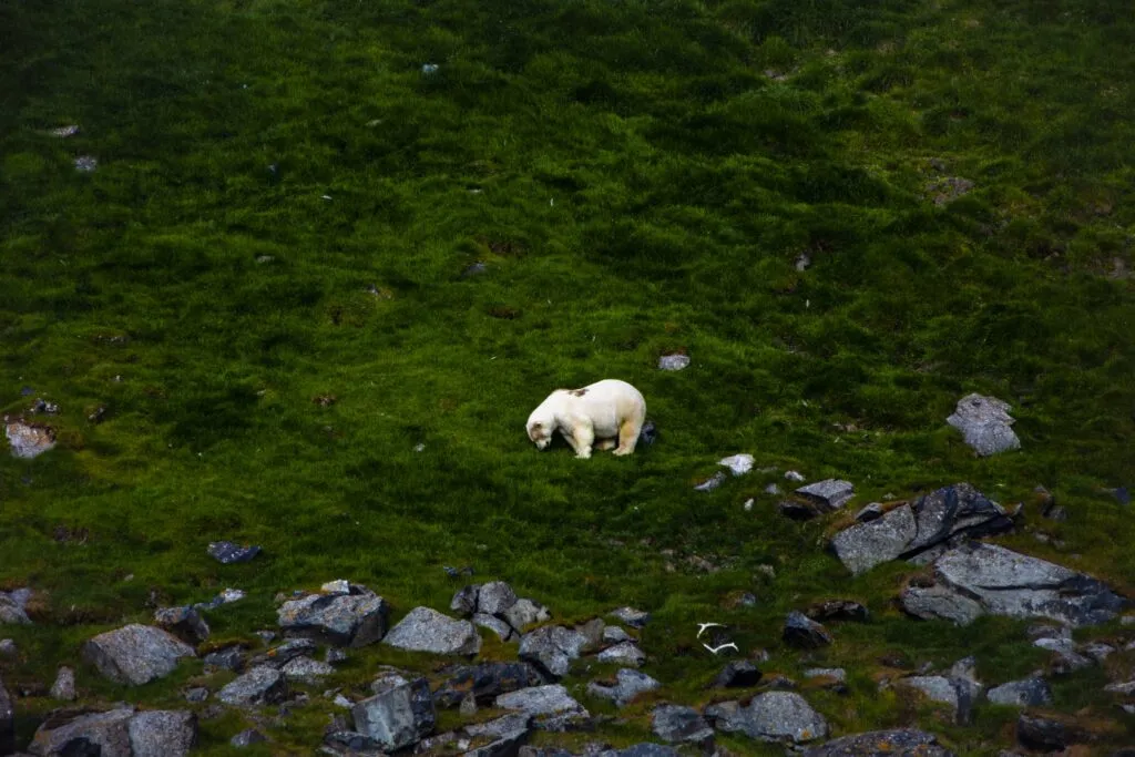 Mister Polar Bear. Photo Katie Orlinsky