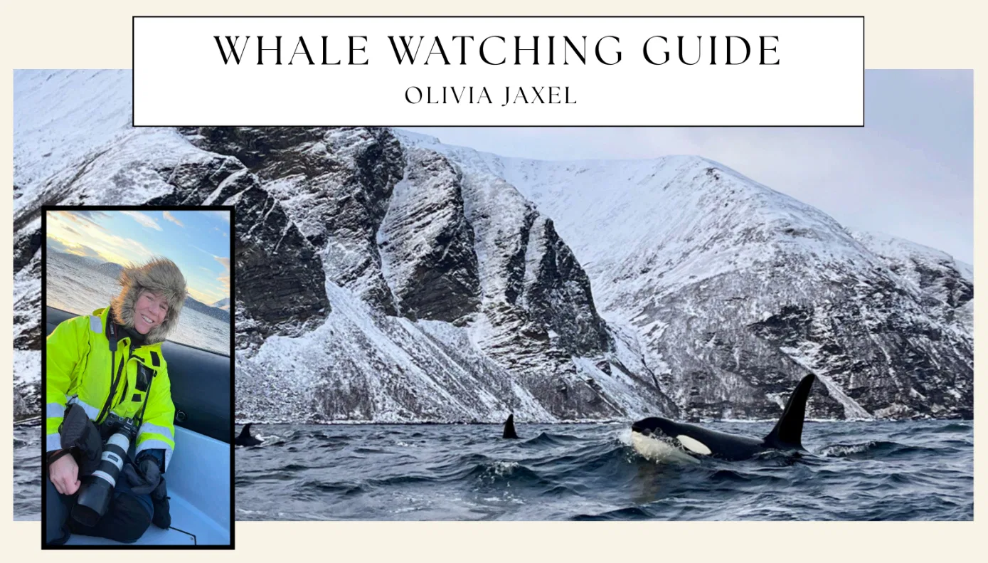 jaxel guide jaxel guide