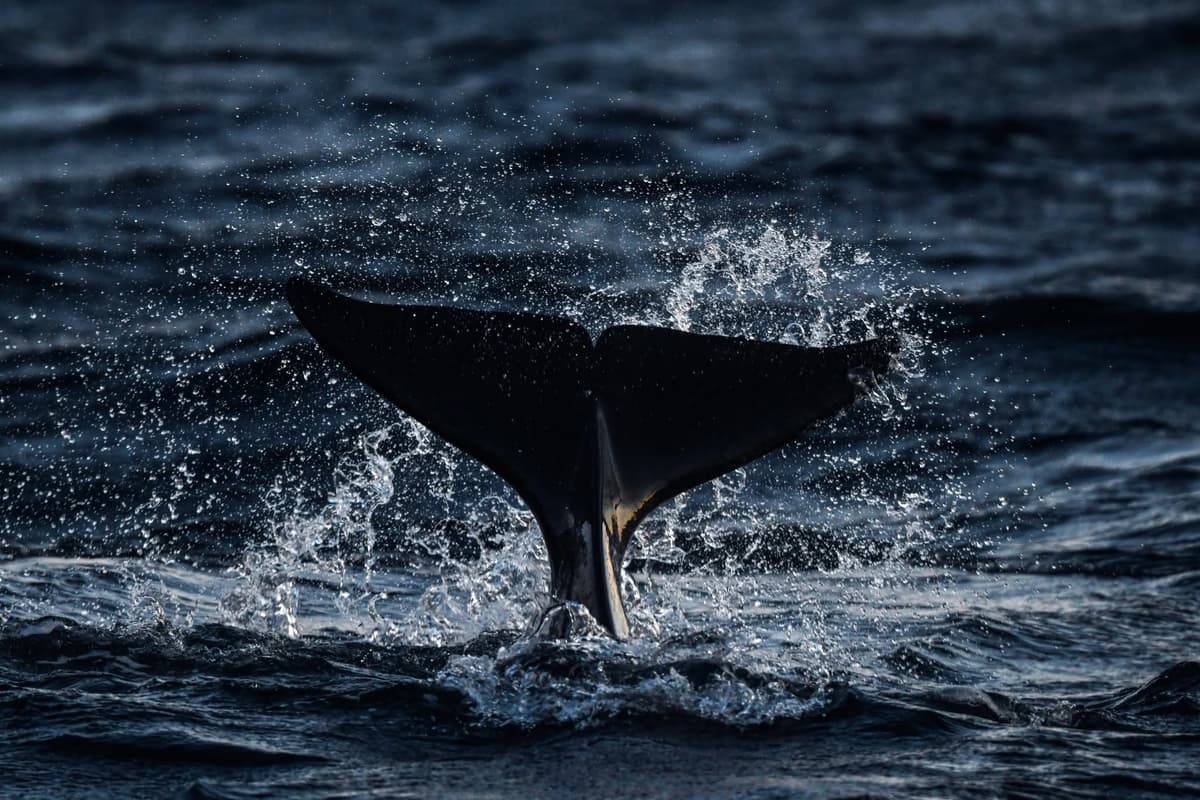 Tromso 2024 Seil Norge Valiente Orca Diving Trip Photograph: James Tomlinson