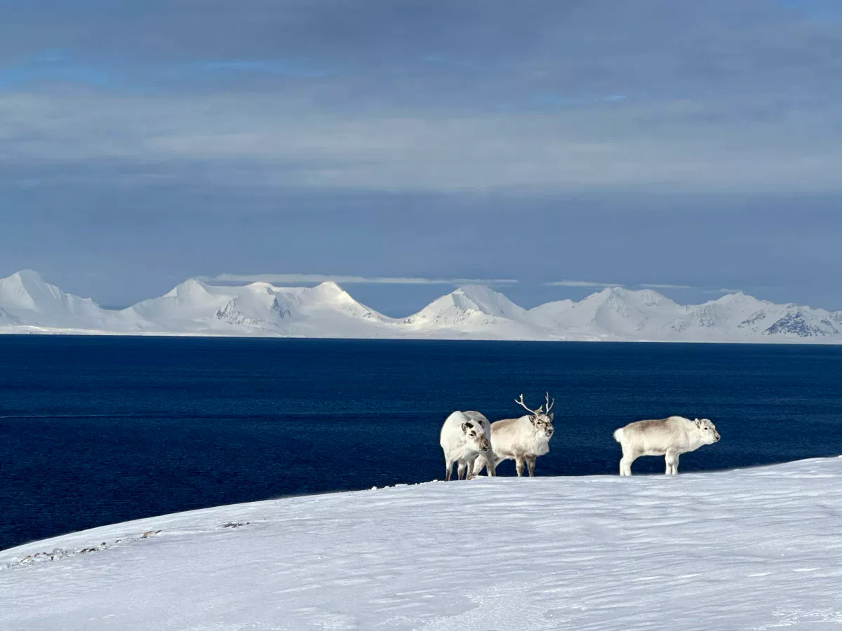 Ski and Sail Svalbard 2023 Reindeer SeilNorge Foto Gioia J 4