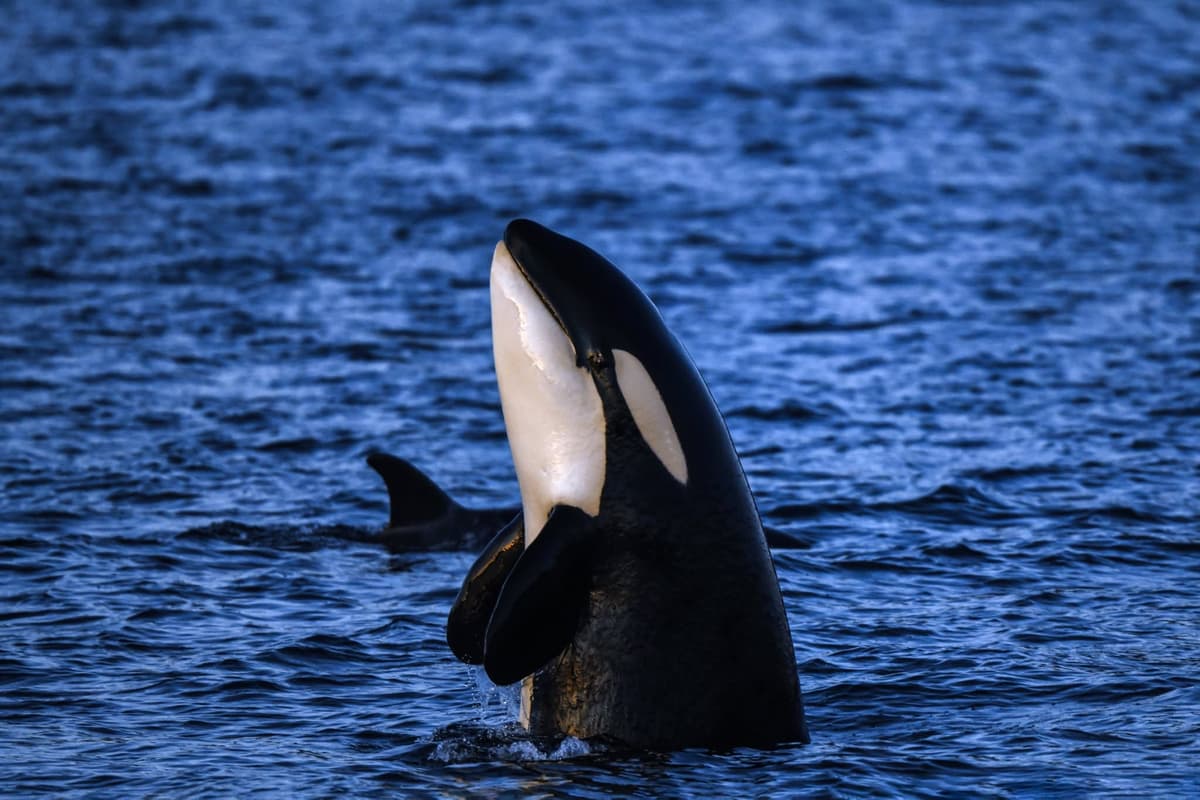 Tromso 2024 Seil Norge Valiente Orca Diving Trip Photograph: James Tomlinson