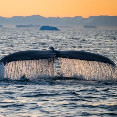 Hval, In, Disko, Bay, Ved, Midt på natten, Søn., Vakker, Hval, Hale