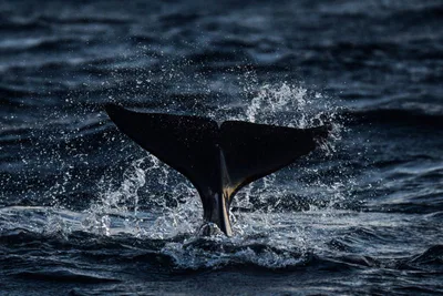 Kom nærme deg! Foto James Tomlinson