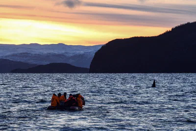 Spekkhoggere i solnedgangen Foto James Tomlinson